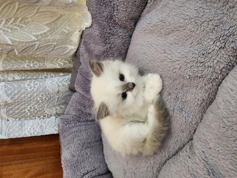 Sahiplenmek isteyenler için ragdoll yavrular