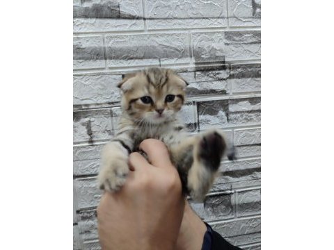 Black golden tabby scottish fold farklı olmayı sevenlere