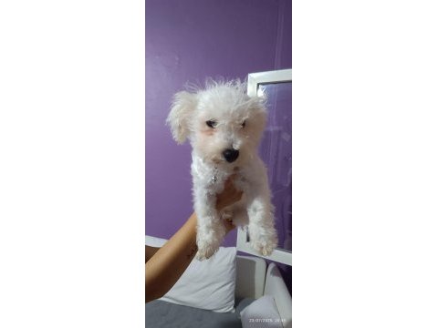 4 aylik terrier bebek uyguna verilecek