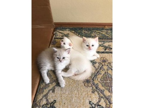 Sarışın yakışıklı bir scottish fold red point