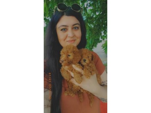 Toy poodle yavruları