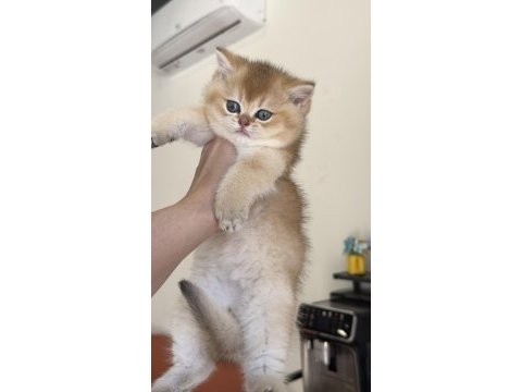 Golden british shorthair kadıköy