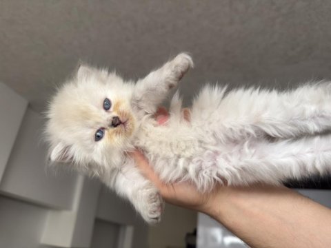 Deniz gözlü british longhair