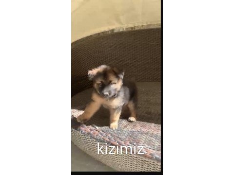 Orjinal alman çoban köpeği yavrusu