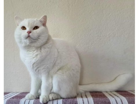 12 aylık dişi british shorthair