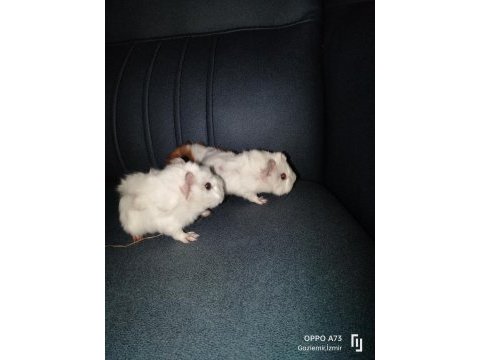 Gunepig kaliteli kırmızı göz peruvan cororenet