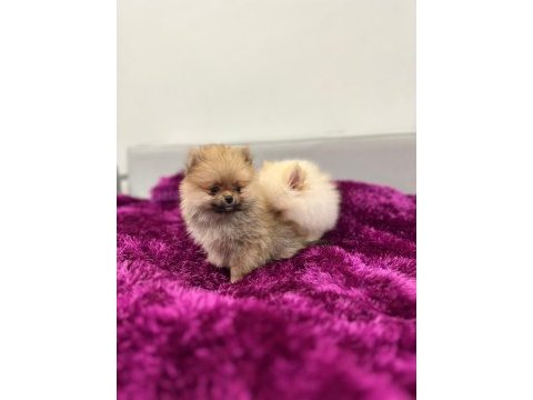 Irk garantılı teacup pomeranian