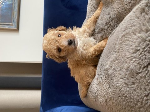 Zeka küpü toy poodle 2 aylık erkek veteriner kayıtlı