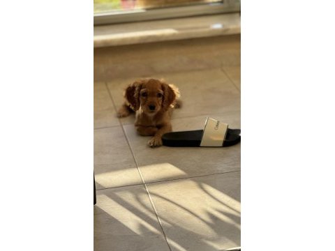 Cocker köpeğim firuzeye yuva arıyorum