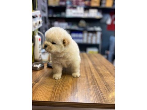 Chow chow bebekler