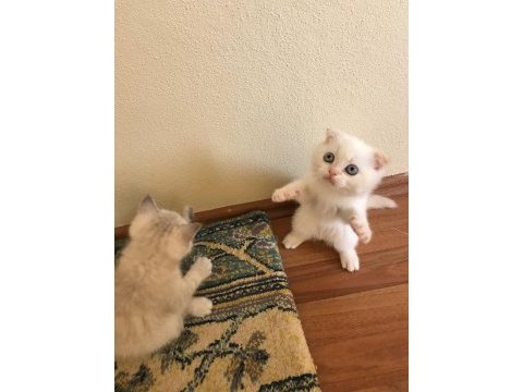 Sarışın yakışıklı bir scottish fold red point