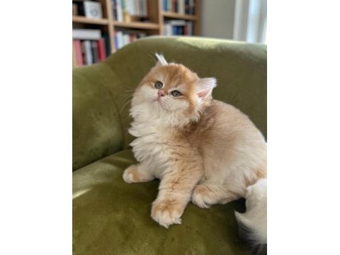 Show kalite soyu belli british longhair golden yavru