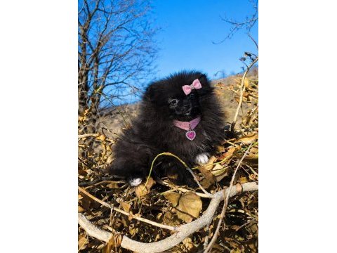 Sevimliliğiyle hayran bırakan siyah pomeranian boo yavrusu
