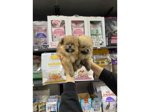 Dişi sevimli pomeranian bebekler