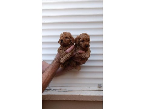 Akıllı toy poodle
