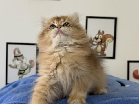Aşılı karneli british shorthair ve longhair yavrular