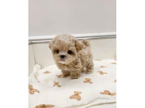 Üretim çiftliğinden safkan maltipoo yavrular