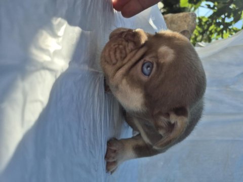French bulldog bebekler