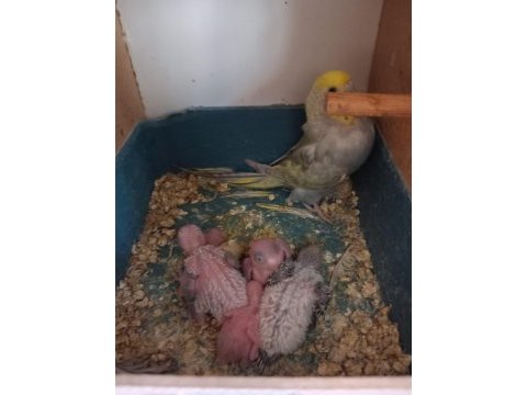 Sahibinden yavru muhabbet kuşları