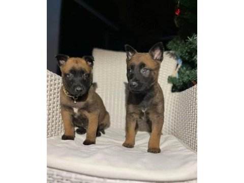 Irk ve sağlık garantili malinois ak47