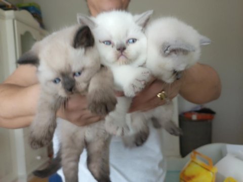 Minik british shorthair patiler