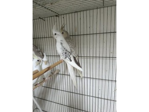 Mutasyon sultan papağanı yavruları