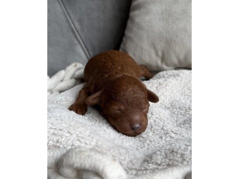 Ultra a kaliteli toy poodle bebekler