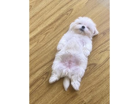 Bebek white terrierler çok tatlı ve zeki
