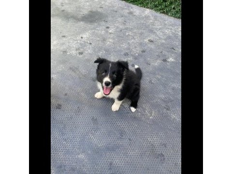Yavru border collie