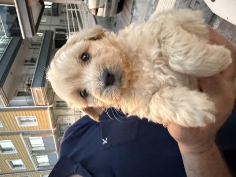 Orjinal sağlık ve ırk garantili maltipoo