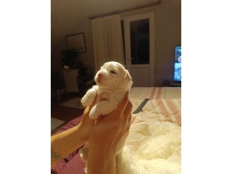 Maltese yavrularımız