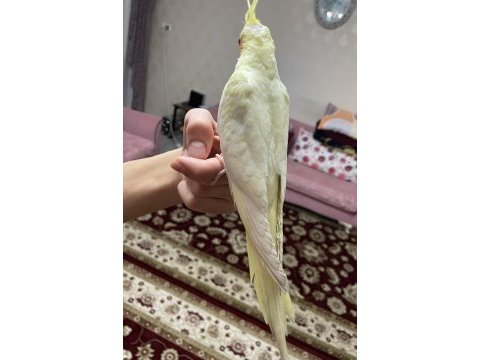 Konuşan lutino sultan papağanı