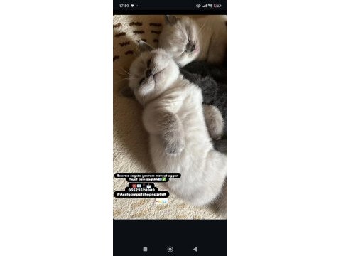British scottish fold yavrularımız