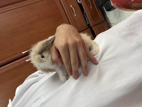 Hollanda lop tavşanı erkek