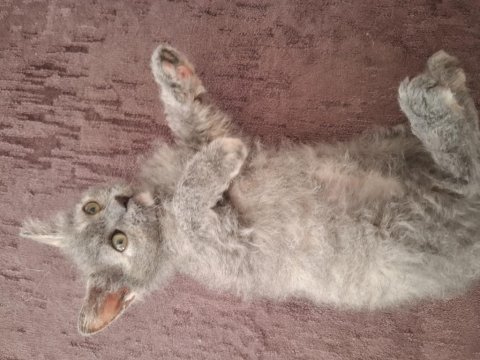 British shorthair cins yavru