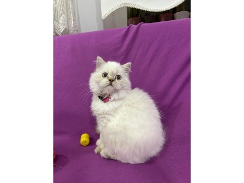 British longhair mavi boncuğum