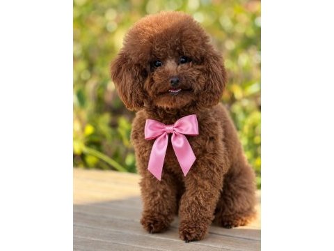 Kore teddy baba anne toy poodle