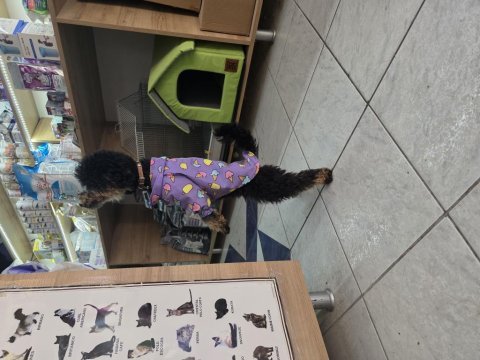 9 aylık dişi eğitimli çok özel toy poodle