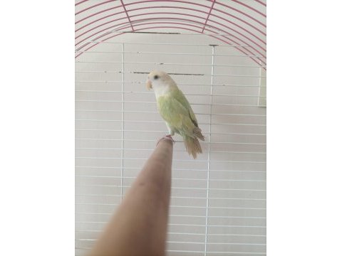 Erkek sevda papağanı ismi kavun