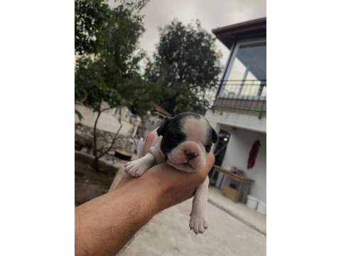 French bulldog köpeği