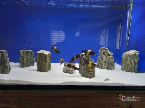 Black kriza damızlık tropheus koloni 8d + 2e