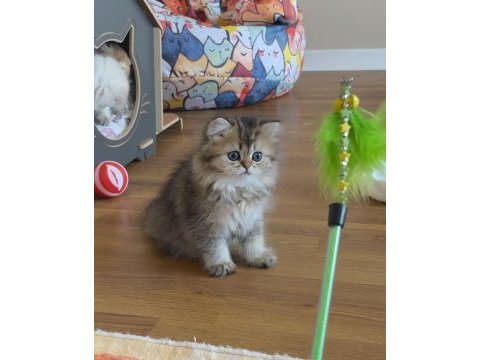 British longhair golden dişi