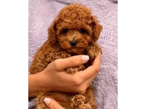 A kalite toy poodle yavrular