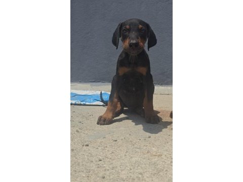 Safkan iri yapılı doberman