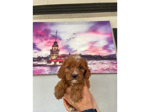 Hem şeker hemde kıvır kıvır maltipoo