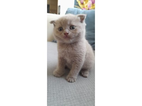 Sahiplendirilecek 5 tane cins kedi scottish fold