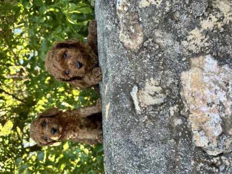 Kore toy poodle bebeklerimiz hazır