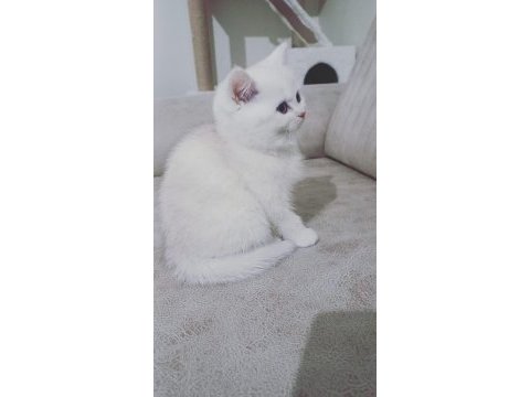 British shorthair 60 günlük yavrular sahiplendirilecektir