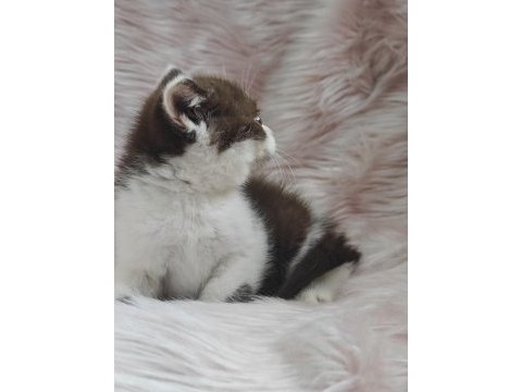 British shorthair chocolatte bicolor dişi