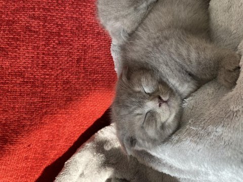 Scottish fold yavru kedimiz
